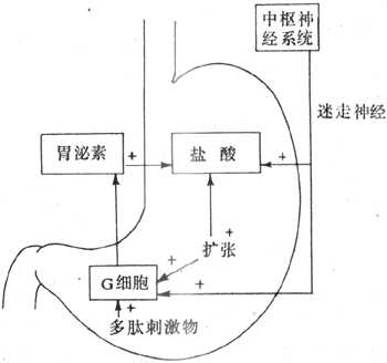 引起胃酸分泌的机制