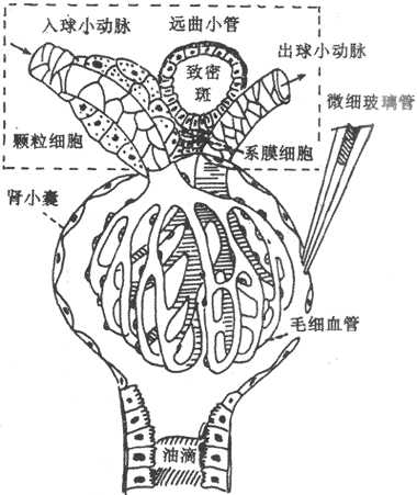 肾小球、肾小囊穿刺和近球小体示意图方框示近球小体