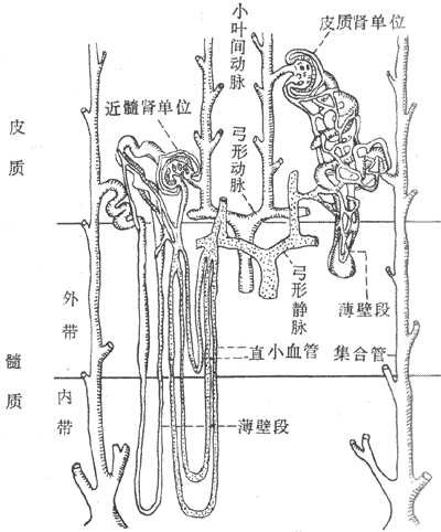 肾单位和肾血管的示意图