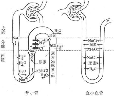 尿浓缩机制示意图