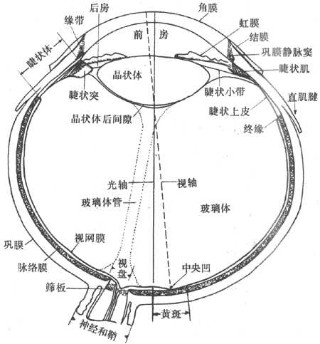 眼球的水平切面（右眼）