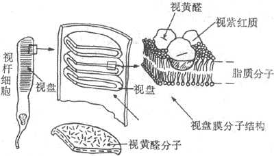 视杆细胞外段的超微结构示意图