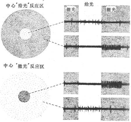 视神经纤维的感受野和放电特征