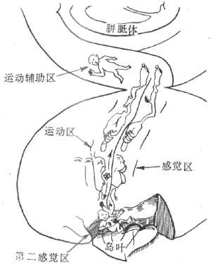 大脑皮层体表感觉与躯体运动功能代表区示意图