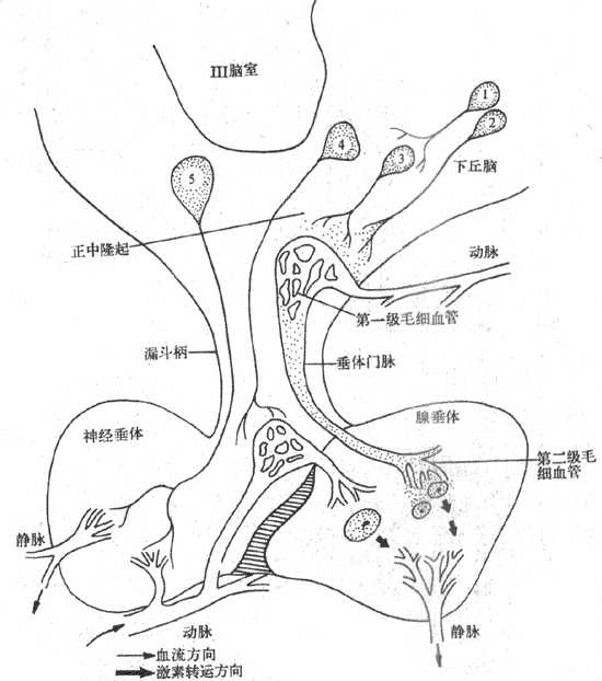 下丘脑-垂体功能单位
