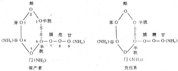 催产素与升压素的化学结构