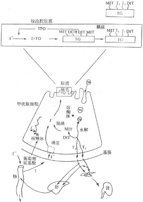 甲状腺激素合成及代谢示意图