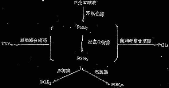 体内主要前列腺素的合成途径