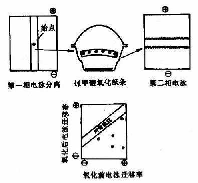 对角线电泳技术图解