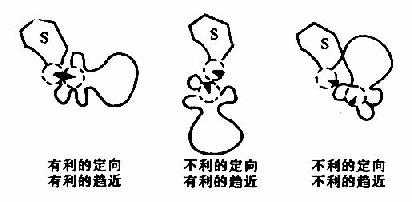 底物分子和酶活性中心上的一个催化基团在相互作用时的趋近效应