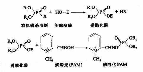 专一性不可逆抑制