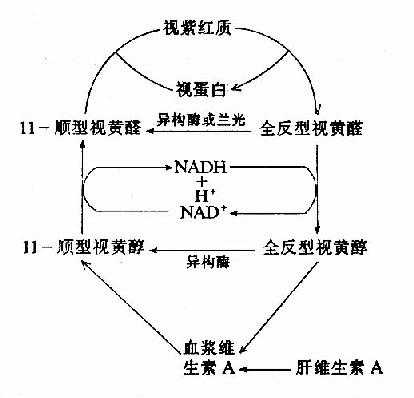 视紫红质的合成、分解与视黄醛的关系