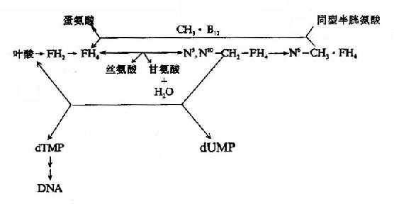 维生素B12和叶酸代谢以及与DNA合成的关系