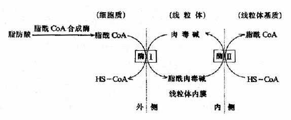 肉毒碱参与脂酰辅酶A转入线粒体示意图