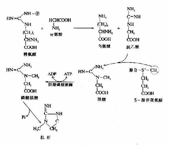 肌酸的代谢