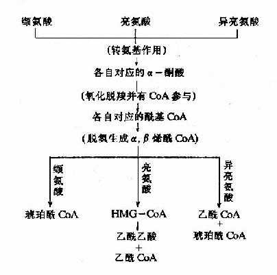 支链氨基酸的分解代谢