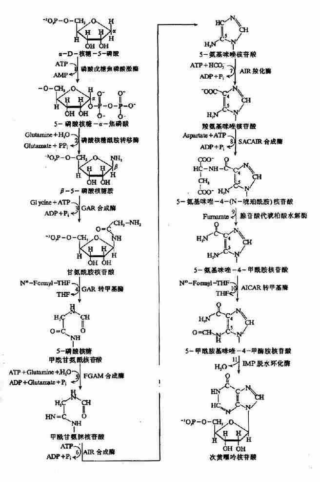 IMP的合成