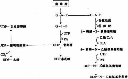各种单糖及其衍生物的来源