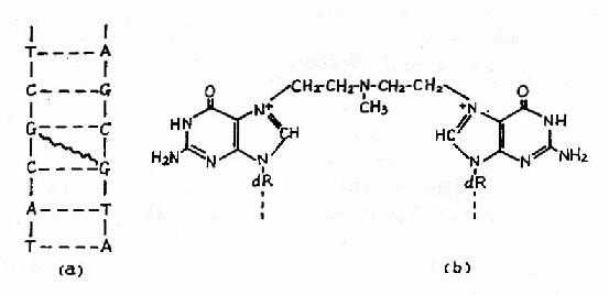 氮芥引起DNA分子两条链在鸟嘌呤上的交联