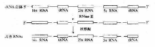 大肠杆菌rRNA前体的加工