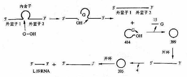 四膜虫rRNA前体的自我剪接