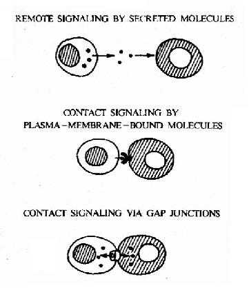 三种细胞通讯的基本方式