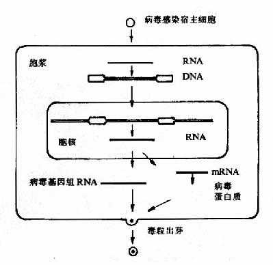 逆转录病毒正常复制周期主要步骤