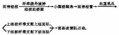 面神经