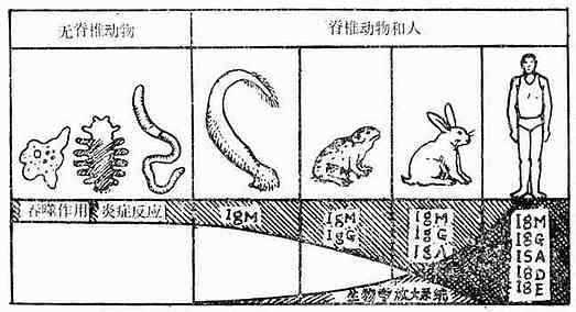 免疫应答反应的种系发育主要代表