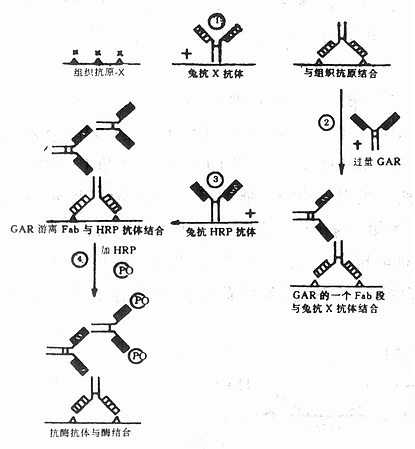 酶桥法主要染色步骤