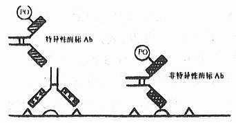 间接酶标抗体法