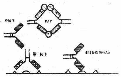 PAP法降低背景的原理