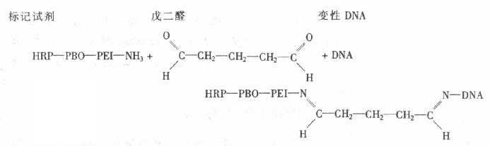  辣根过氧化物酶标记核酸探针法