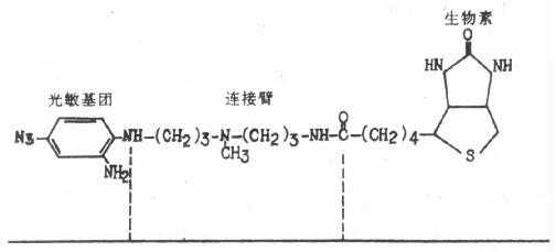 光敏生物素结构图 
