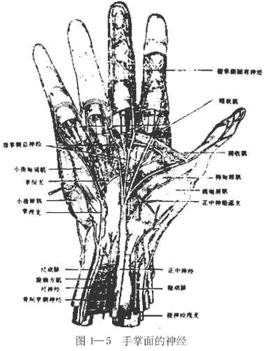 手掌面的神经