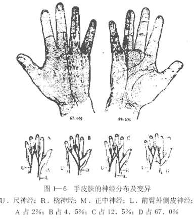手皮肤的神经分布及变异