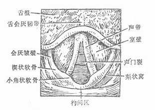 声门