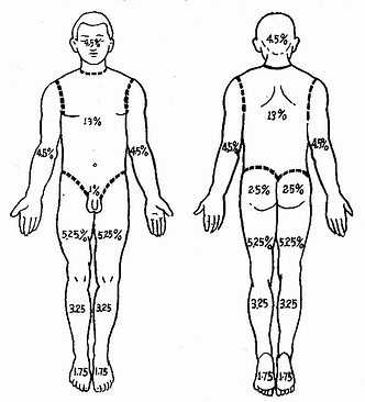 人体各部位体表面积估计