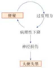 会阴下降综合征引起便秘和大便失禁
