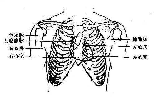 心脏各部在胸壁的投射