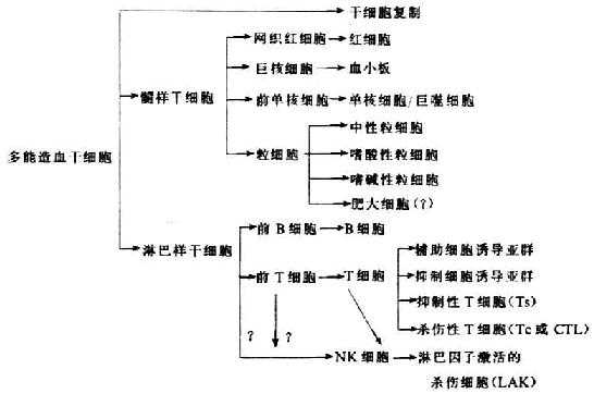 骨髓干细胞和免疫细胞的分化
