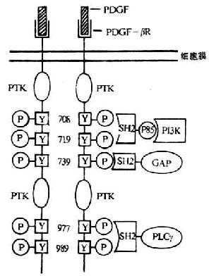 胞浆内信号蛋白通过其SH-2与生长因子受体中磷酸化的酪氨酸残基相互作用模式图