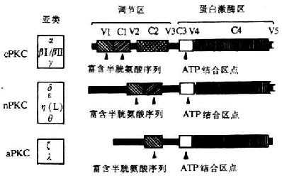 PKC亚类的分子结构
