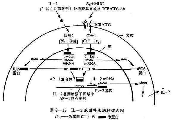 IL-2基因转录调控模式图