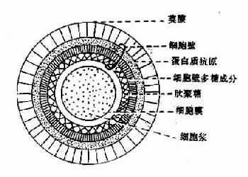 链球菌抗原构造图