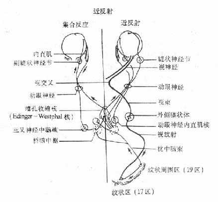 瞳孔近反射神经通路
