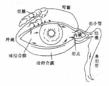 眼结膜囊及泪器，箭头示泪液之分泌及其排泄