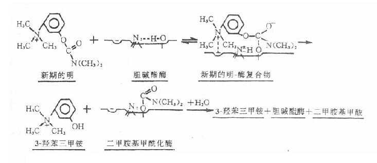 新斯的明抑制胆碱酯酶过程的示意图