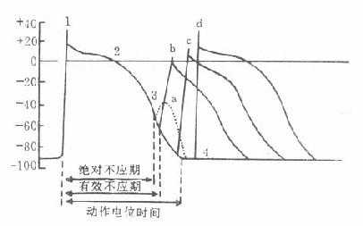 不应期与动作电位时间