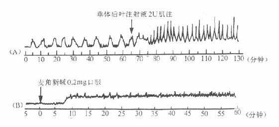 垂体后叶剂与麦角新碱对人子宫的作用